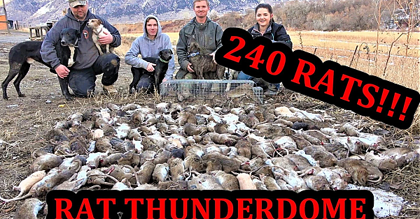 Mink vs Rat Thunderdome!