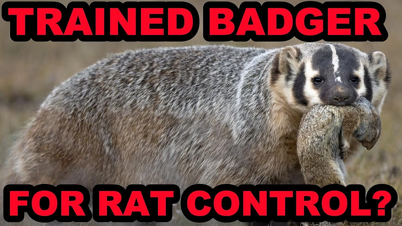 Can The Mink Man Train A Badger?
