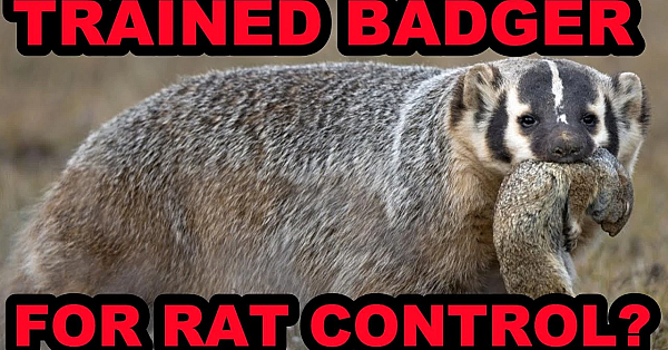 Can The Mink Man Train A Badger?