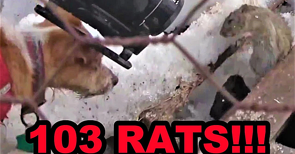 103 Rats Eraticated By Mink And Dogs!