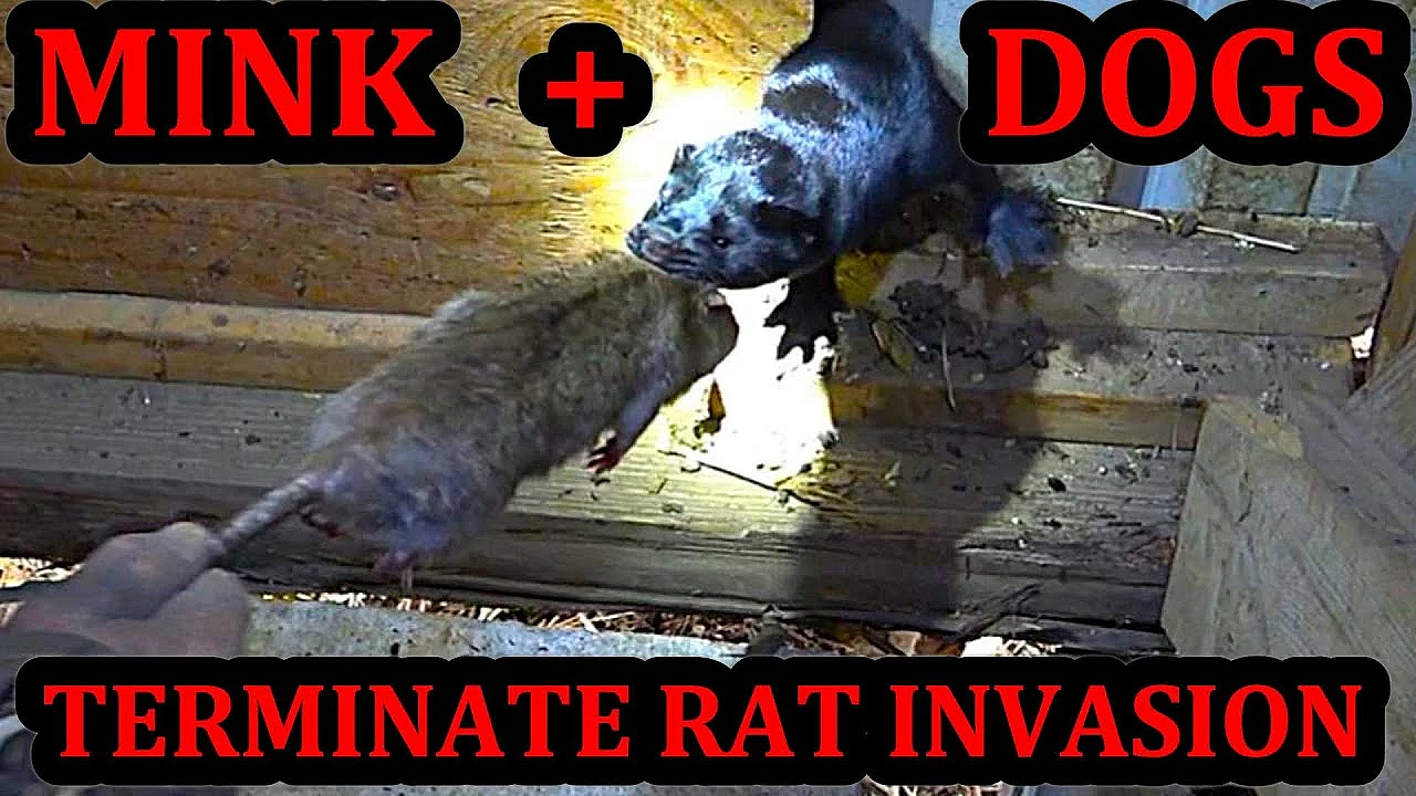 Mink And Dogs Terminate Rat Invasion At Dairy Farm.