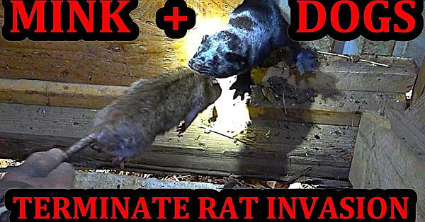 Mink And Dogs Terminate Rat Invasion At Dairy Farm.
