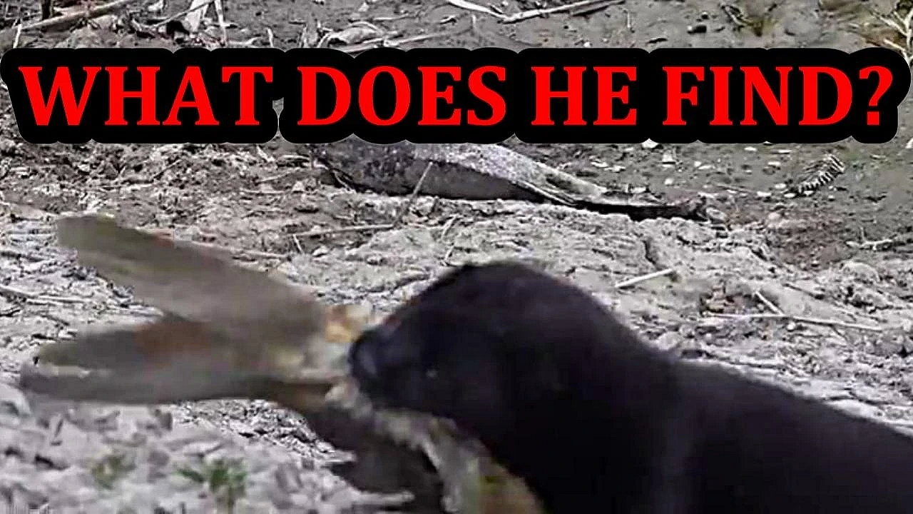 What Happens If I Let My Mink Spark Down This Hole???