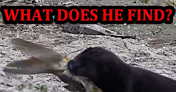 What Happens If I Let My Mink Spark Down This Hole???