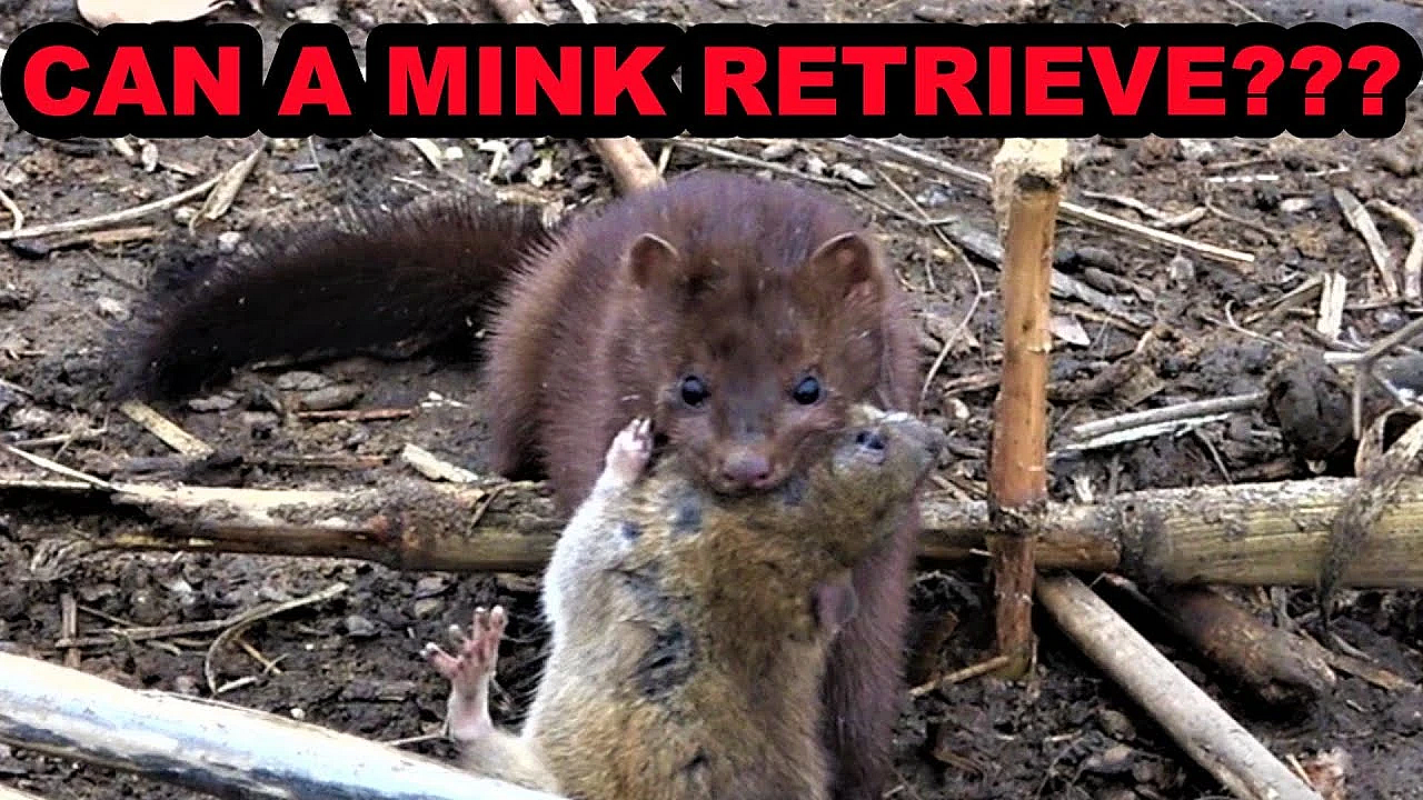 Spark The Mink Learning To Bring Me A Rat