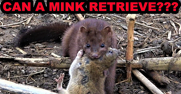 Spark The Mink Learning To Bring Me A Rat
