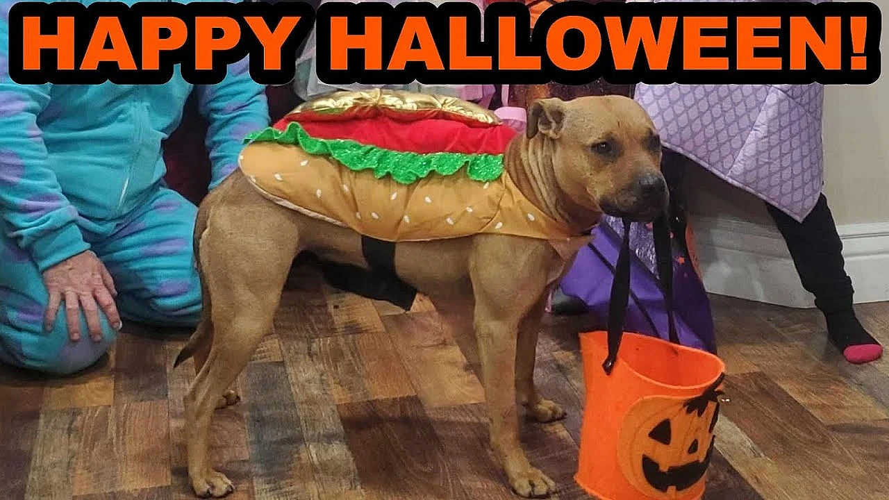 Happy Halloween From The Carter Family!