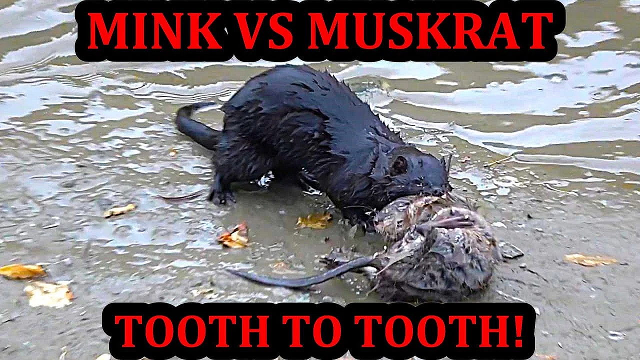 Spark Going Tooth To Tooth With A Muskrat!
