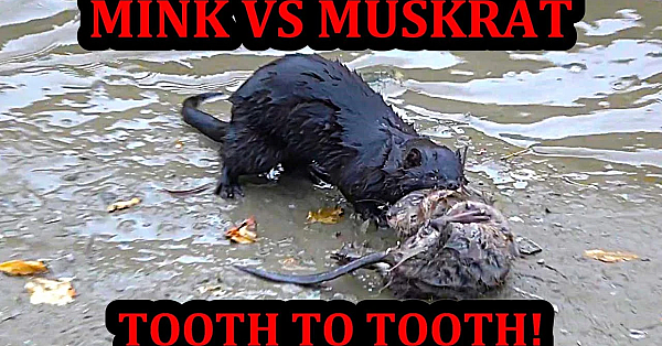 Spark Going Tooth To Tooth With A Muskrat!