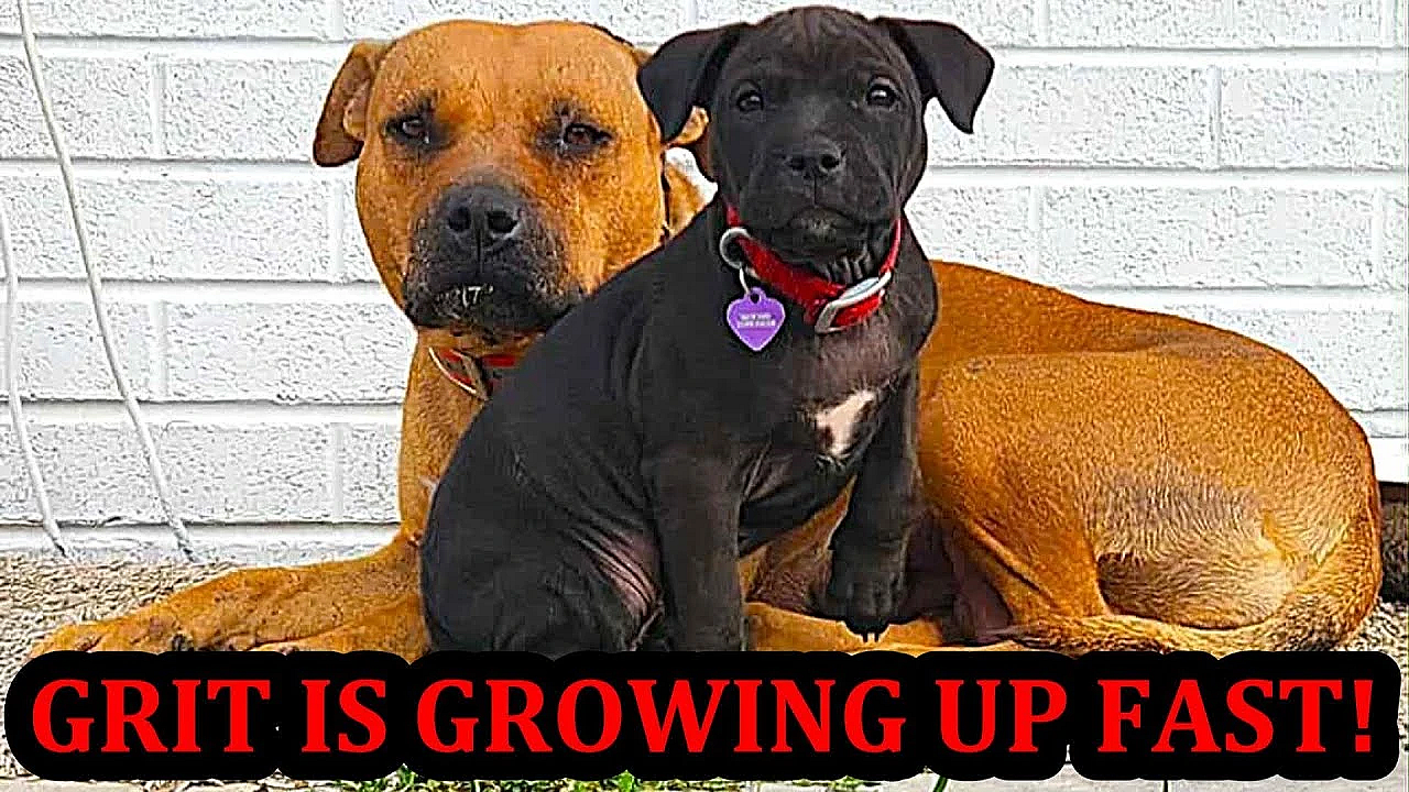 Grit's 1st Tracking 8-9 Weeks Old!