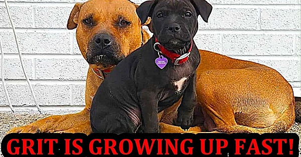 Grit's 1st Tracking 8-9 Weeks Old!