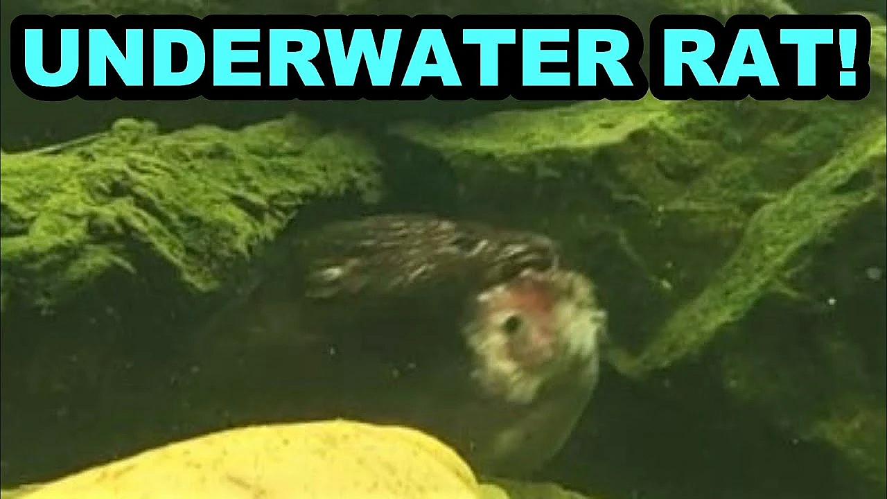 Underwater Rat Retrieval