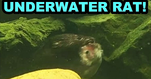 Underwater Rat Retrieval