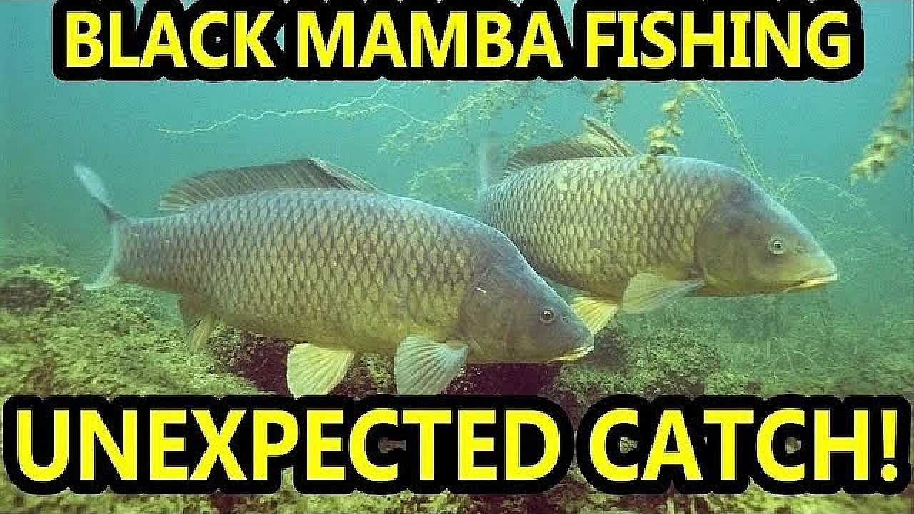 Unexpected Catch! Black Mamba The Fishing Mink.
