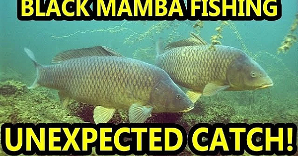 Unexpected Catch! Black Mamba The Fishing Mink.