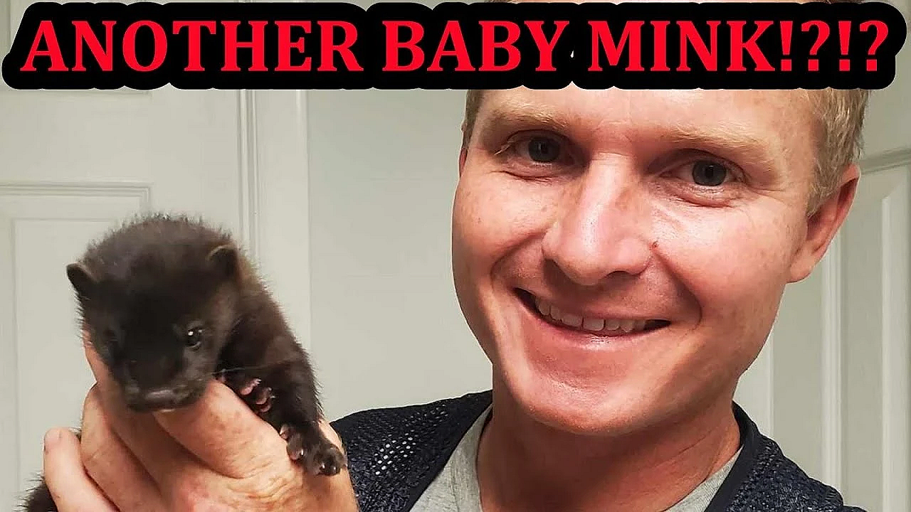 Olive The Mink Girl Gets Her 1st Mink And Introducing Wyatt.