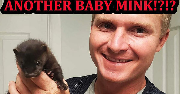 Olive The Mink Girl Gets Her 1st Mink And Introducing Wyatt.