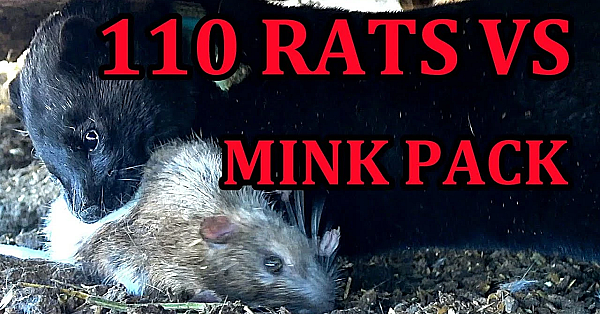Infestation Of Rats Vs Mob Of Mink And Dogs