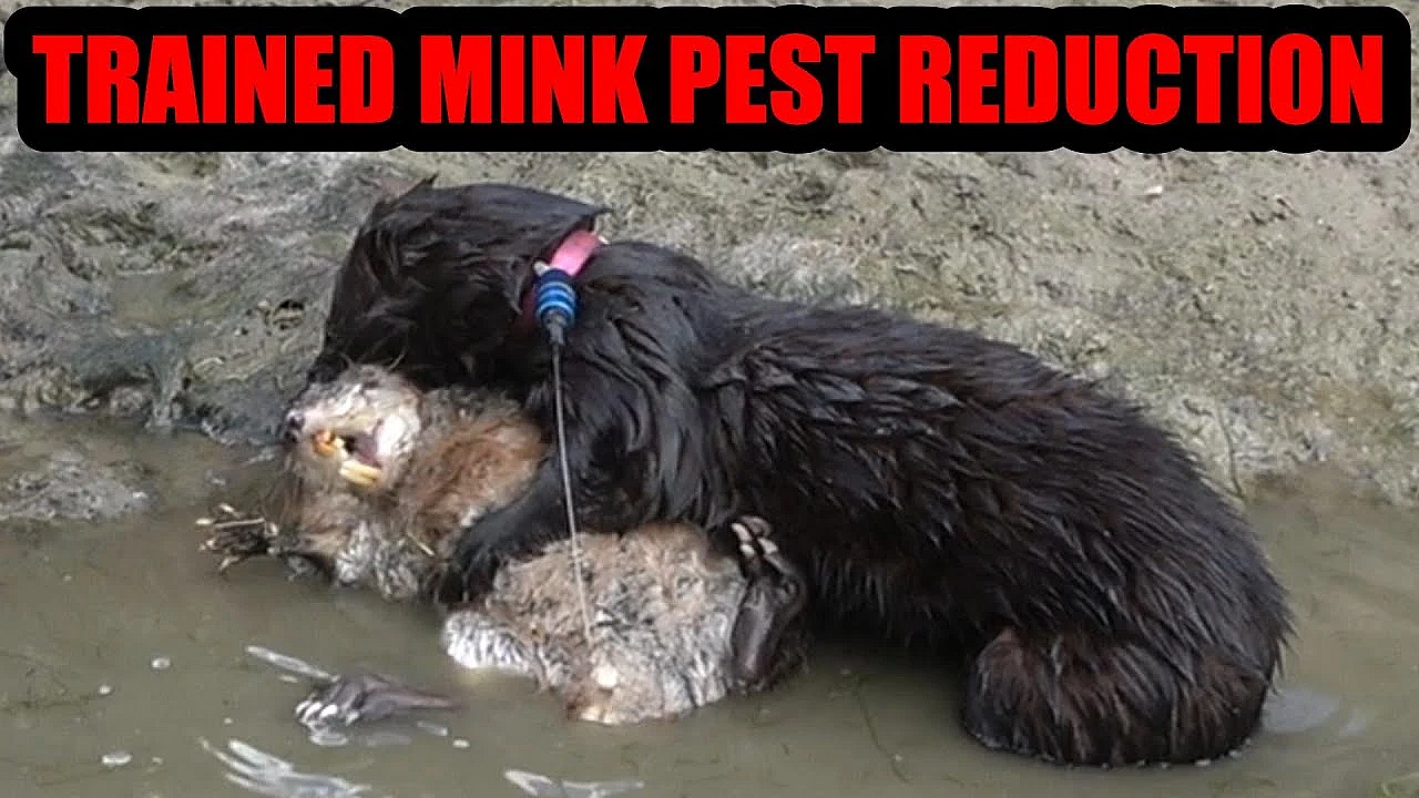 Spark The Mink Doing Muskrat Pest Control On The Canal