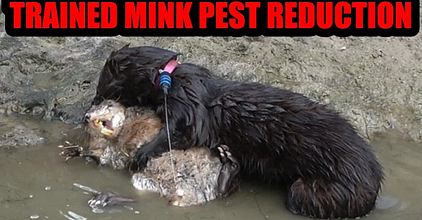 Spark The Mink Doing Muskrat Pest Control On The Canal