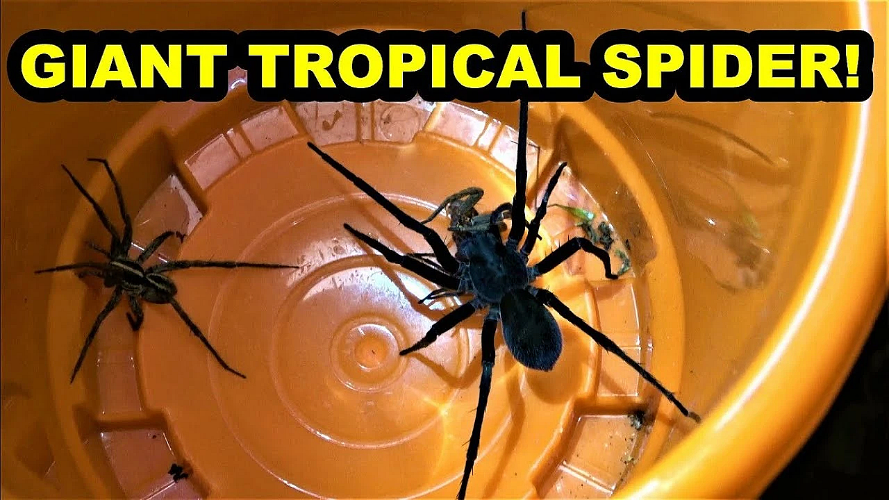 Crawling Creatures In The Jungle!