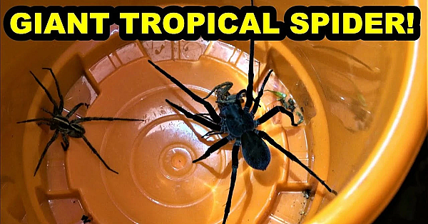 Crawling Creatures In The Jungle!