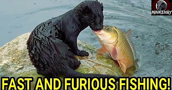 Fast And Furious Fishing With Black Mamba!