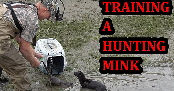 Can a Clueless Young Mink Catch a Clueless Muskrat?