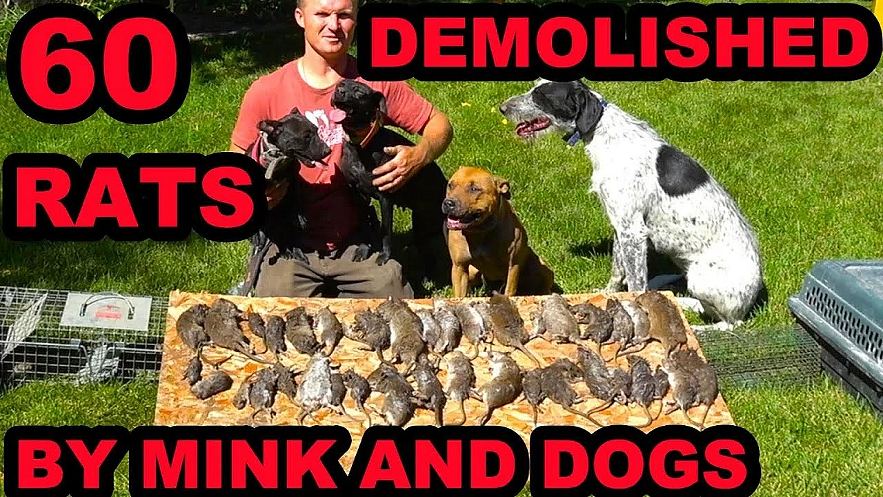 60 Rats Caught In Infested Chicken Coop!