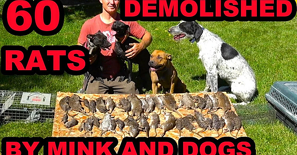 60 Rats Caught In Infested Chicken Coop!