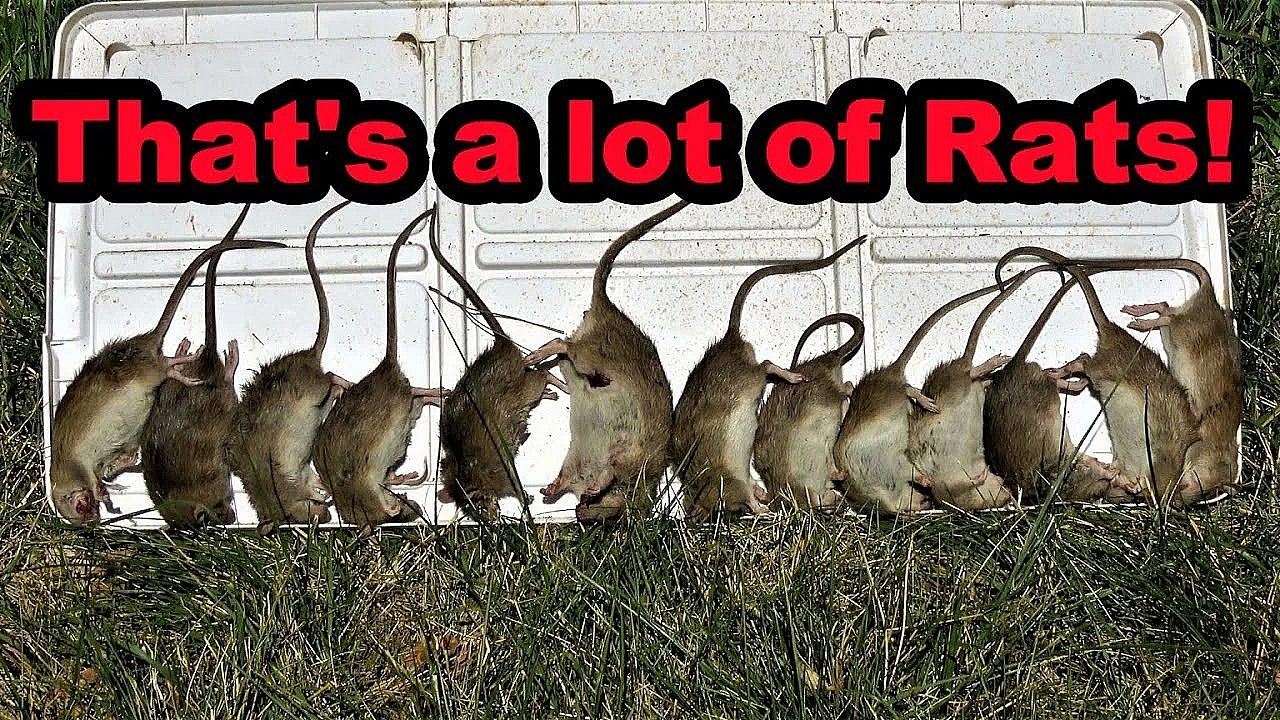 24 Rats Vs 2 Dogs
