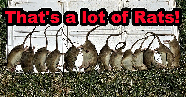 24 Rats Vs 2 Dogs