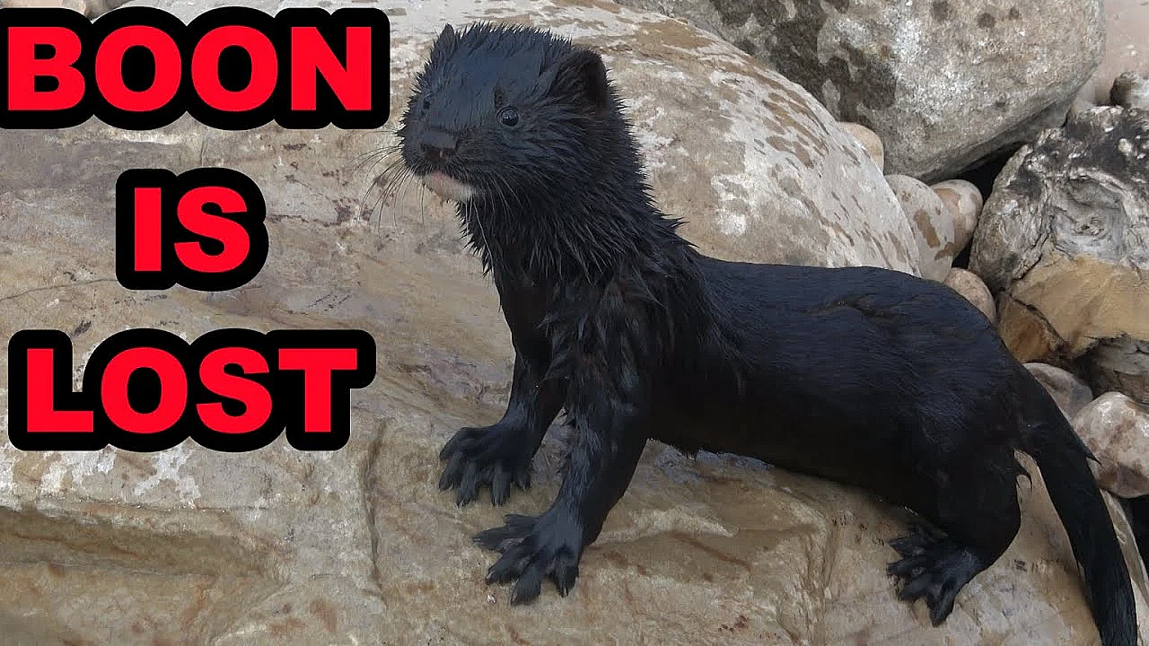 Where Is Boon?!?!?!?