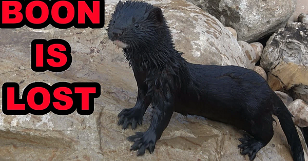 Where Is Boon?!?!?!?