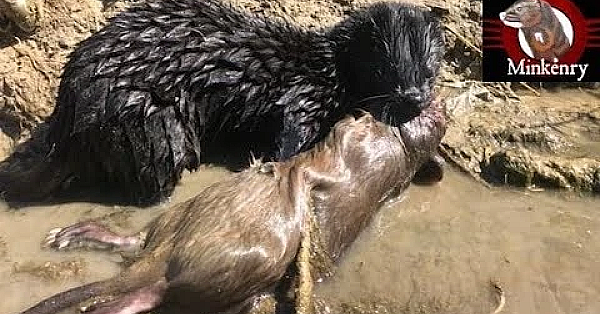 My Mink Brocc And Rocky Hunting Muskrats
