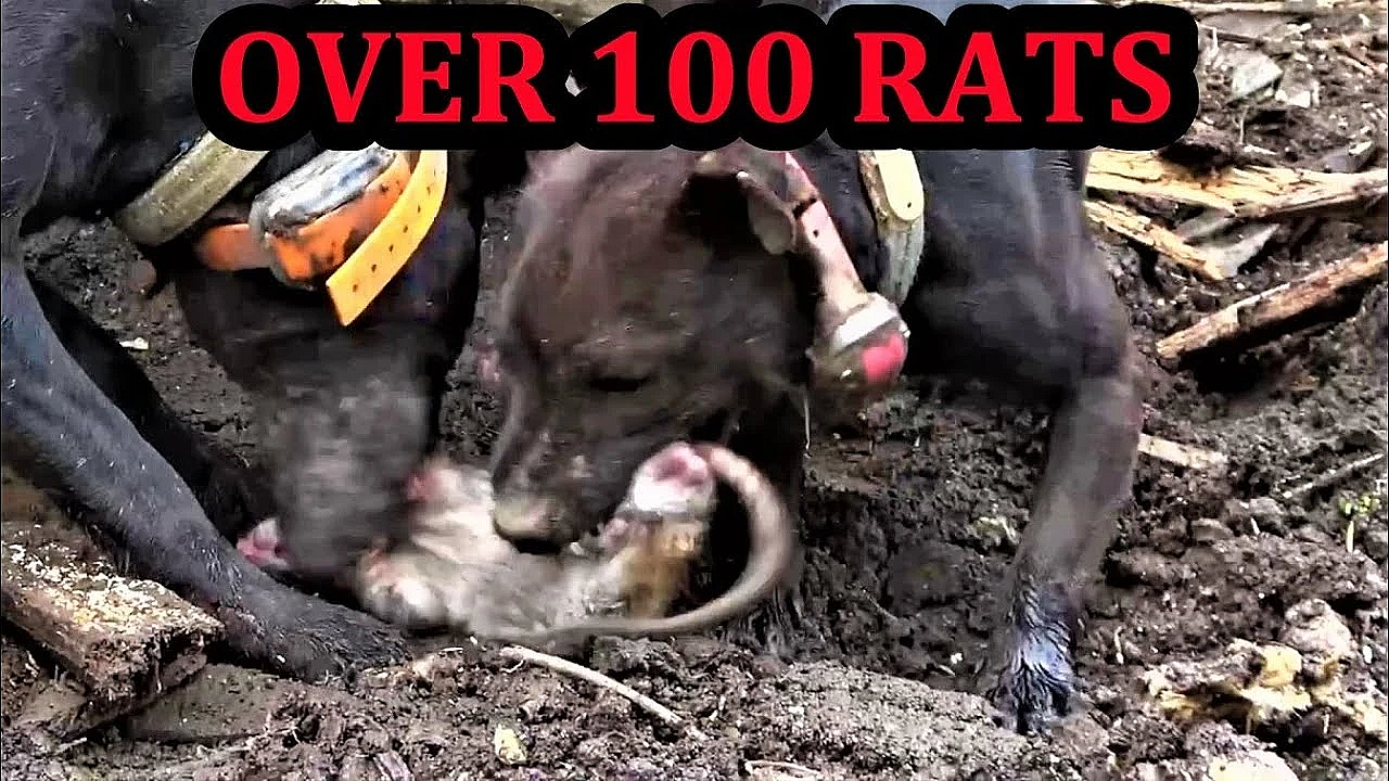 Over 100 Rats In One Pile Of Junk!!!