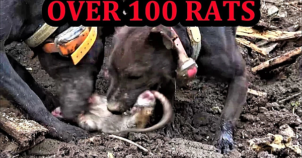 Over 100 Rats In One Pile Of Junk!!!