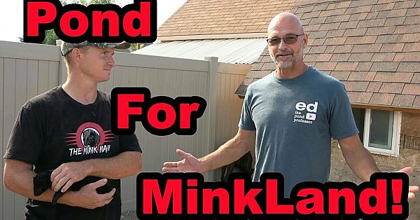 Amazing Pond For Minkland!!!!