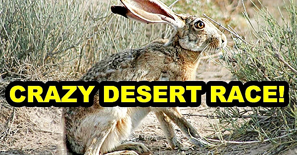 Chasing Jackrabbits With A Blind Man Driving?