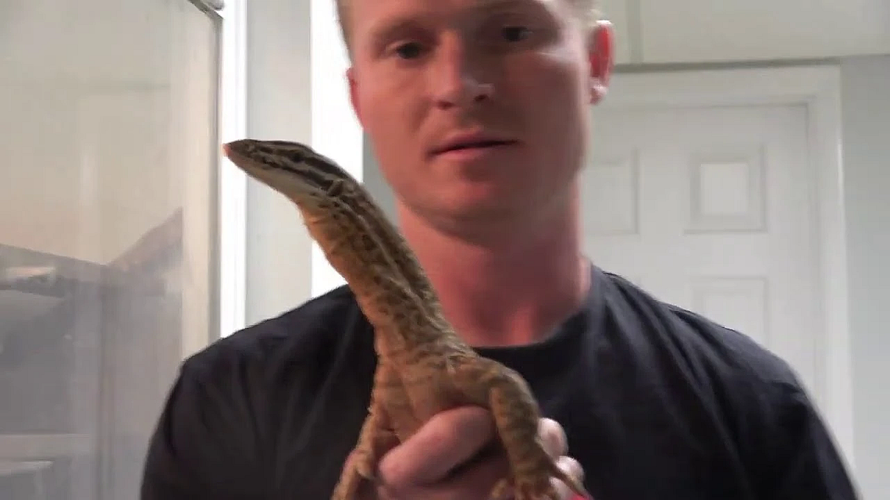 Mouse Trap With Teeth!