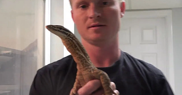 Mouse Trap With Teeth!