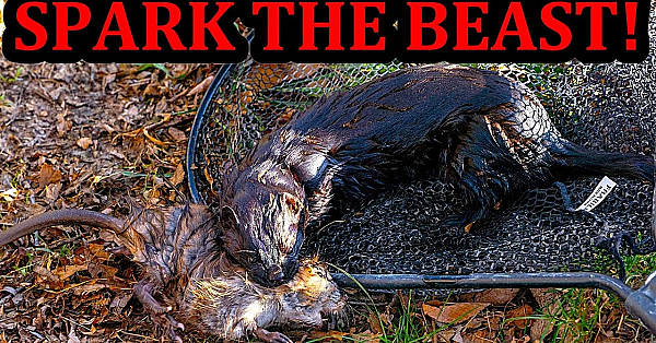 Flawless Little Muskrat Hunt With Spark