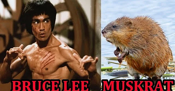 Bruce Lee Muskrat Vs Sherlock The Mink!