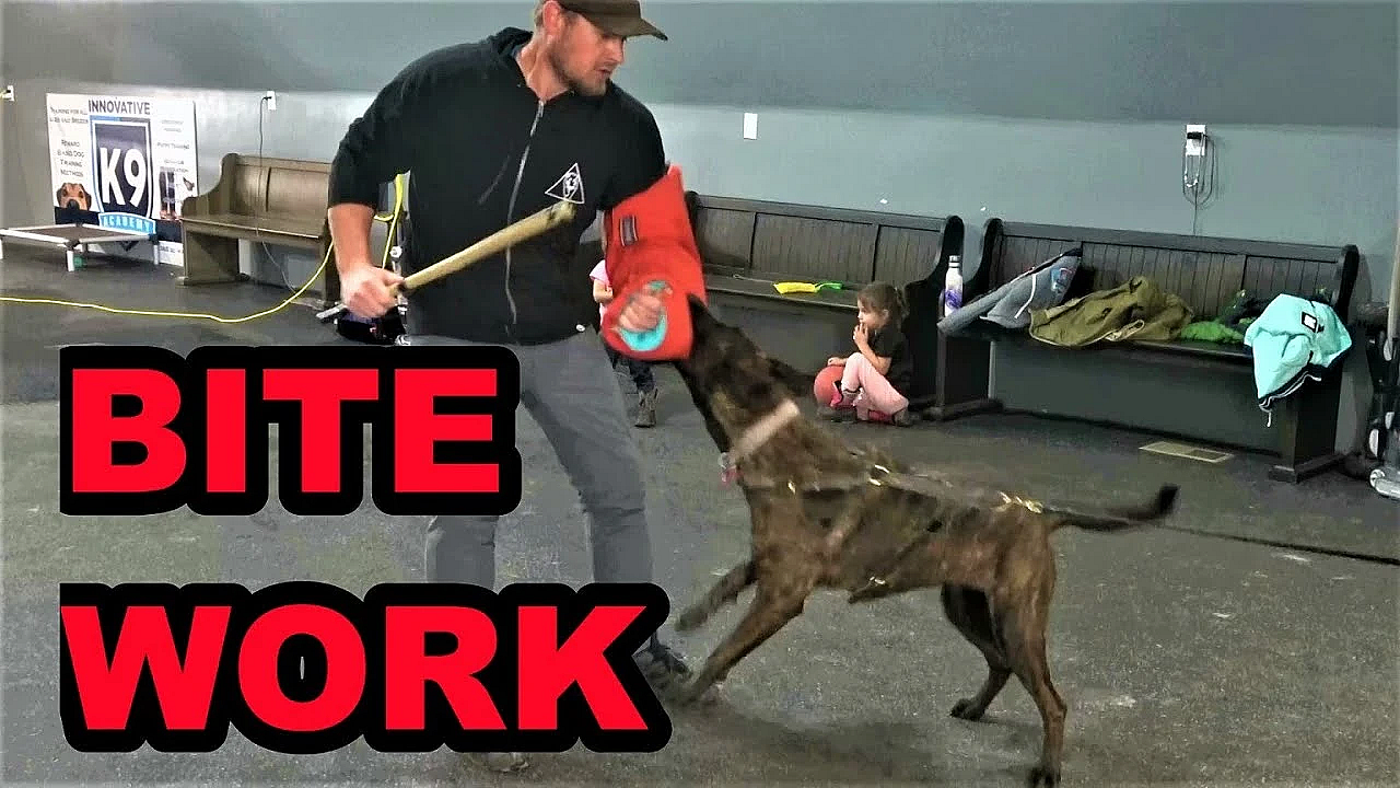 Sherni's Protection Training Continues