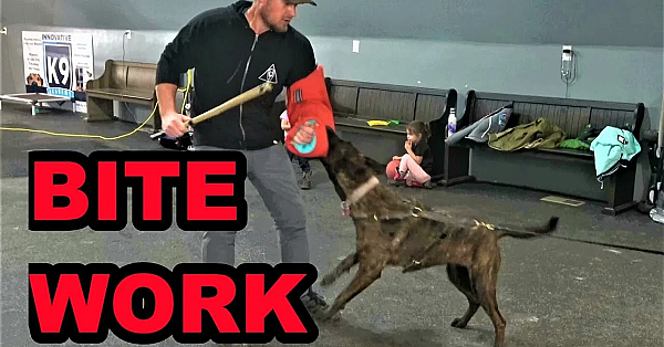 Sherni's Protection Training Continues