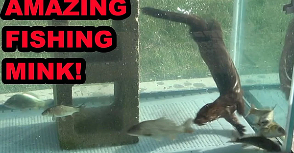 Wyatt The Mink Fishing!