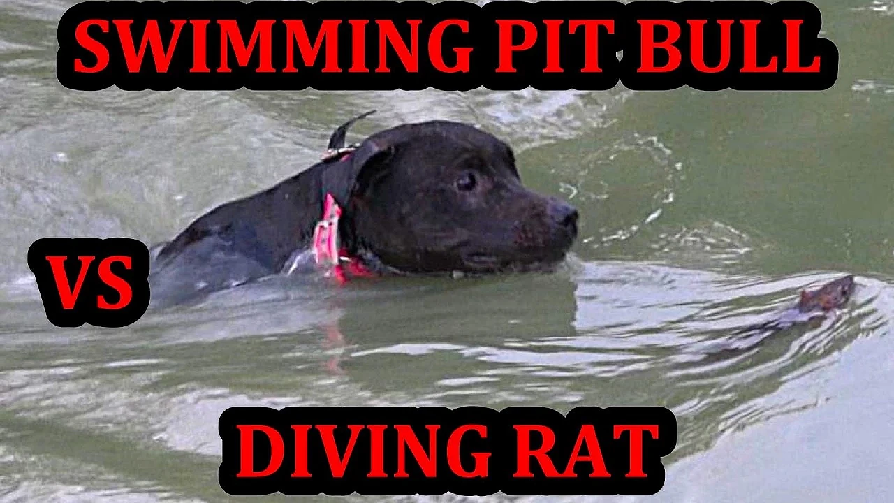 Grit's Drowning Scare Hunting Rats Under a Bridge.