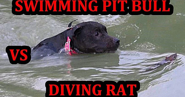 Grit's Drowning Scare Hunting Rats Under a Bridge.