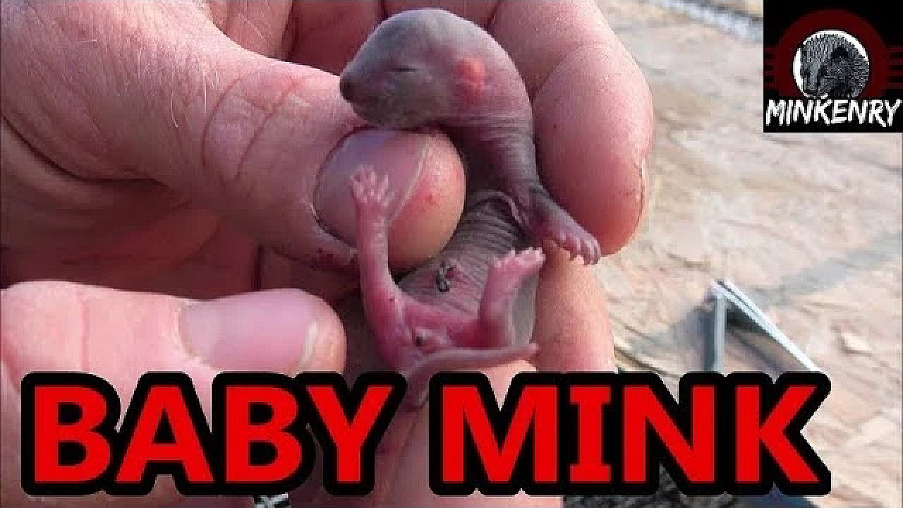 We Have Baby Mink!!!!