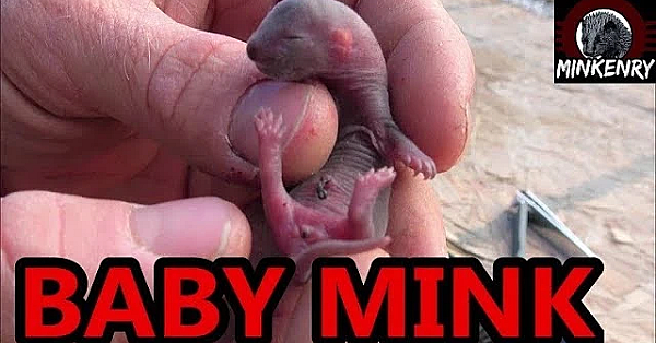We Have Baby Mink!!!!